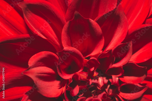 Dekoracja na wymiar  kwiat-dalii-z-czerwonymi-i-bialymi-platkami-kwiatowy-wzor
