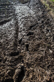 Fototapeta Dmuchawce - Wheel track on dirty mud