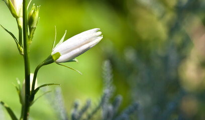 Canvas Print - white flower