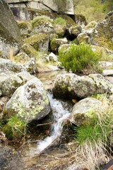 Wall Mural - water rocks and moss