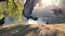 Pigeon Birds Flying In City Park With Beautiful Pond In Background. Slow Motion, Closeup. 