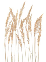 Dry reeds isolated on white background. Abstract dry  grass flowers, herbs