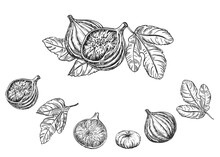 Hand Drawn Sketch Black And White Set Of Figs, Leaf. Vector Illustration. Elements In Graphic Style Label, Card, Sticker, Menu, Package. Engraved Style Illustration.