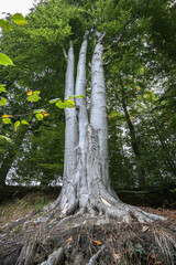 Wall Mural - Three beech tree trunks grow together with one root and one crown, concept for cohesion in family and team, selected focus