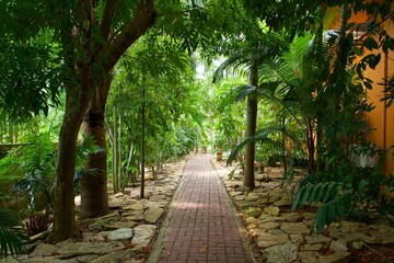 Canvas Print - path in the forest