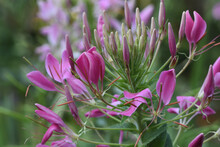 Close-up Of Pink Cleome Flower In Autumn Garden