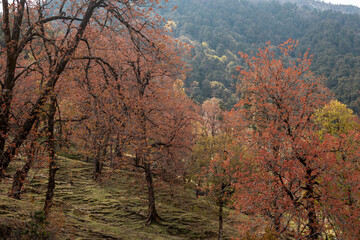 A dense green forest in Munsyari