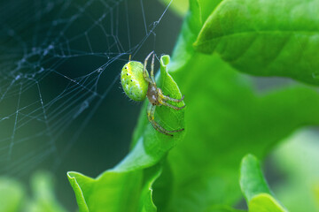 Cucumber green spider or Araniella cucurbitina on leaf in summer forest