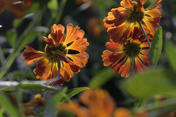 yellow flowers aster helenium in the autumn garden