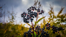 Ripe Elderberry Branch,elderberry Plantation, Black Elderberry.