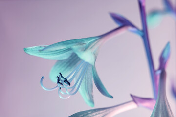 Aufkleber - Abstract flowers color pink light. Beautiful plant minimal in neon light. Minimalism retro style concept. Background pattern for design.