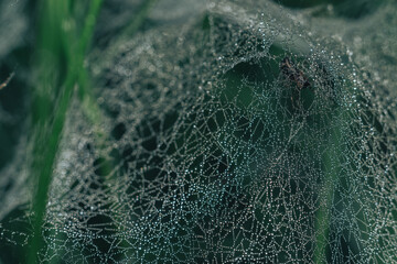 Poster - Cobweb or spider's web against a natural background, Dew drops on a spider .