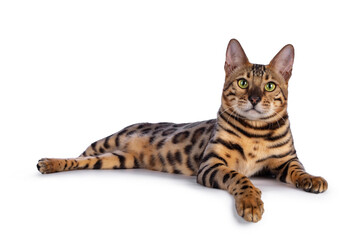 Poster - Handsome young male Bengal cat laying down side ways with paw over edge, looking to camera. Isolated on white background.