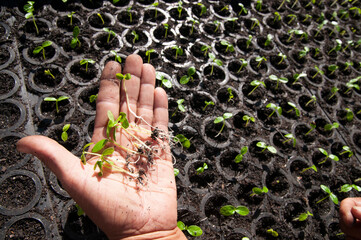 Sticker - plant in hands