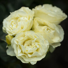 Wall Mural - Cream, lemon-yellow shading with green tinge of Yellow N Lime floribunda roses.