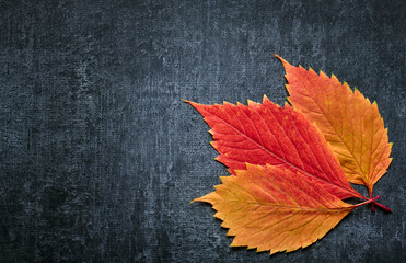 Autumn leaves over  gray background with copy space, close up