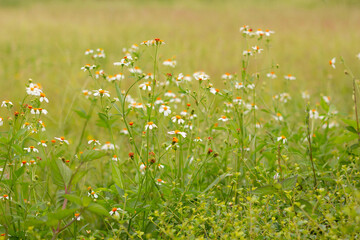Wall Mural - field with white daisy flowers background. beautiful summer landscapes.