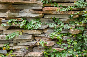 Wall Mural - wall with green moss background