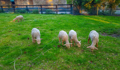 Five spring lambs with wooly coats graze green grass in farm fenced enclosure. Cute animals sheep. Ireland