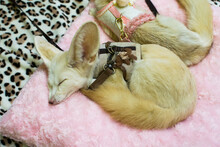 Desert Fox Sleep