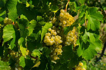  An image of bunches of fresh white grapes. Close up photo.