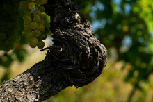 Vine Trunk. Close-up Shot. Viticultural Environment.