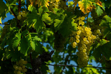  White grapes hanging from lush green vine.