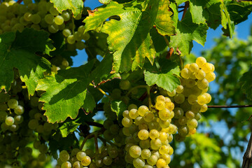  An image of bunches of fresh white grapes. Close up photo.