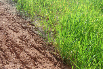 Wall Mural - SEREMBAN, MALAYSIA - MARCH 6, 2020: Permanent slope protection using the close turfing method to prevent erosion. The selected type of grass used for the method. The grass also stabilizes the slope st