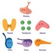 © Manas - Set of glands in endocrine system, comprised of pituitary, thyroid, parathyroid, adrenal, testis, ovary and pancreas, with cute and smiling face