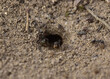 Mrówki w dziurze w ziemi