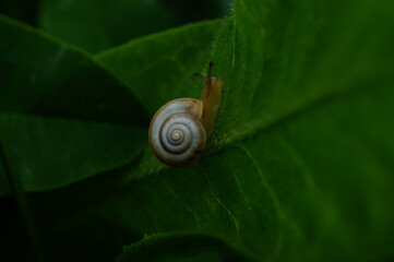 snail on a leaf