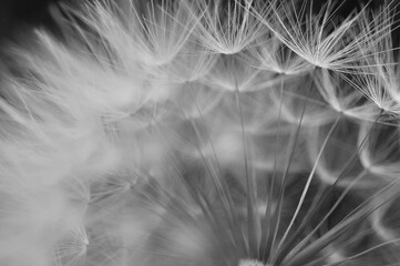 Wall Mural - dandelion seeds background