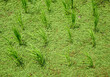 Mosquito fern, Water fern, water wolffia, green weed in the paddy rice field. Pattern, environment