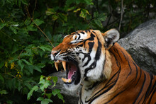 Close Up Portrait Of Indochinese Tiger Roaring