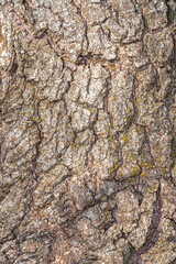 Wall Mural - Bark of Scarlet Curls Willow (Salix 'Scarcuzam')