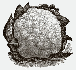 Wall Mural - Early snowball cauliflower. Illustration after an antique engraving from the 19th century
