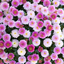 Pink Mums Flowers Natural Autumn Background.