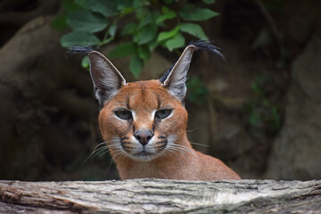 Wall Mural - Close up portrait of female caracal