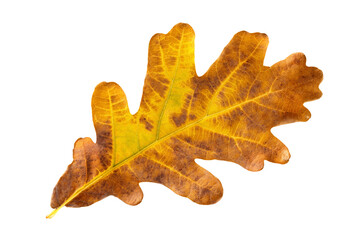 Closeup vibrant autumn oak leaf isolated at white background. Textured foliage pattern.