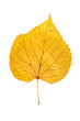 Closeup yellow leaf of poplar or cottonwood tree isolated at white background. Textured pattern of autumn foliage.