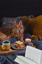 Cozy Home With Cup Of Tea With Steam, Blanket, Book And Cat. Hygge Home Interior