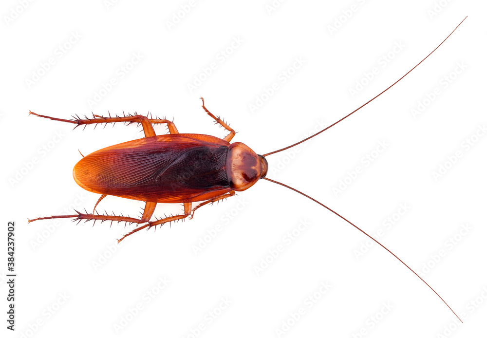 dead cockroach isolated on white background Stock Photo | Adobe Stock