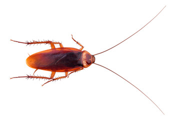 dead cockroach isolated on white background