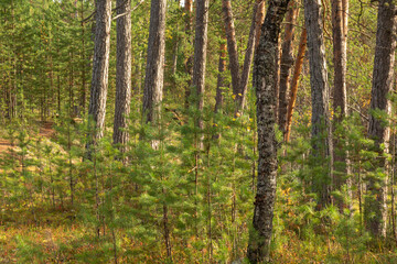  landscape with beautiful,natural,green coniferous trees,plants in the forest,taiga,Park
