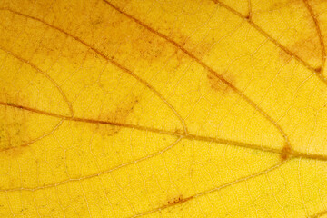 Aufkleber - old yellow leaf. background for design