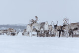 Fototapeta Zwierzęta - Rena na Noruega no inverno.