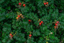 Bright Red Rose Hips Grows On Branch Among Green Leaves On Shrub In The Forest In Nature. Summer Berry On Bush, Healthy Plant