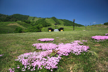 Wall Mural - 初夏のグランヒラフスキー場の芝桜