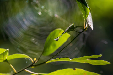 web and leaves